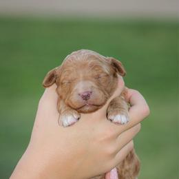 Rory - Red female Bernedoodle puppy in Longview, Texas from Furry Tail Doodles