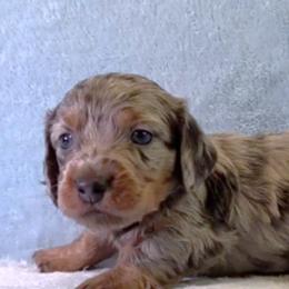 Boy 1 - Blue and tan male Dachshund puppy in Mt. Sterling, Illinois from Doxie Do's