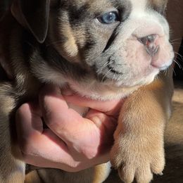 Bulldog Puppies from Average Jo’s  Bulldogs
