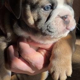 Bulldog Puppies from Average Jo’s  Bulldogs