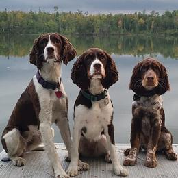 English Springer Spaniels from Olson Family Springers