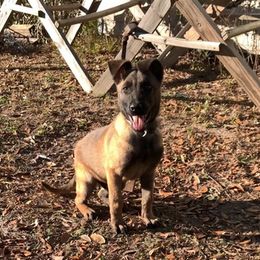 Dutch Shepherds from Dutch Land K9s
