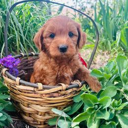 Braxton - Red  male Goldendoodle puppy in Denison, Iowa from Violet View Iowa Goldendoodles