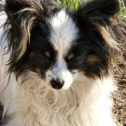 Rumor - White black and tan male Papillon puppy in Fulton, Missouri from Papillon Love