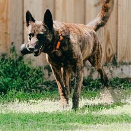 Heimdall - Dutch Shepherd