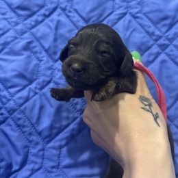 Pink girl - Chocolate and tan Dachshund puppy in Frederick, Colorado from Get low Mini Dachshunds