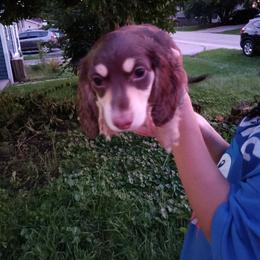 Flower - Chocolate and cream female Dachshund puppy in Round Lake Beach, Illinois from Doxie Dynasty