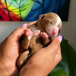 Autumn - Red female Bernedoodle puppy in Glendale, Arizona from CocoLove Doodles