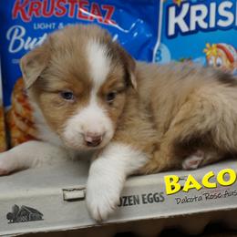 Bacon - Red merle male Australian Shepherd puppy in Burbank, South Dakota from Dakota Rose Aussies
