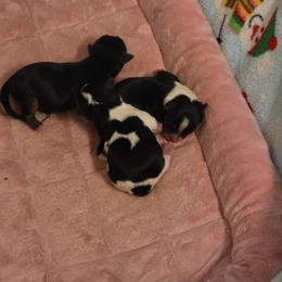 Female traditional - Black and gold female Yorkshire Terrier puppy in Duncan, South Carolina from Sonshine Yorkies