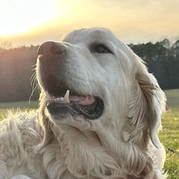 River - Golden Retriever