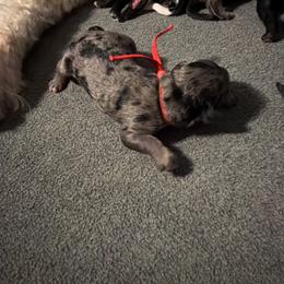 George (Washington) - Merle male Goldendoodle puppy in Newark, Ohio from Valleydayle Doodles and Wheatens