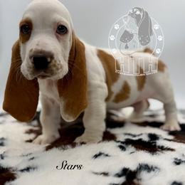 Stars - Red and white male Basset Hound puppy in Dingess, West Virginia from Tuckers' Howling Hounds
