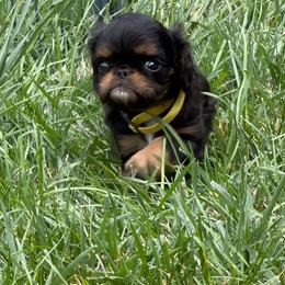 Aurora - Black and tan female English Toy Spaniel puppy in Pennsylvania from Enchanting Charlies