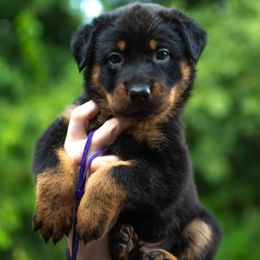 Crawler - Black and rust male Beauceron puppy in Medina, Ohio from Beaucerons Des Vents