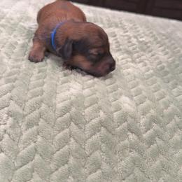 Boy 2 - Red male Dachshund puppy in Belen, New Mexico from Chavez Longhair Lowriders