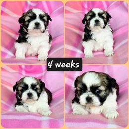 Shih Tzu Puppies from Ridgehaven Shih Tzus