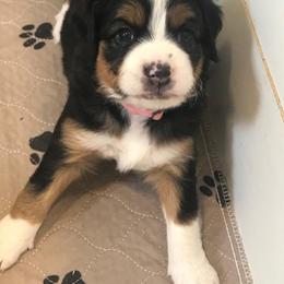 Bernedoodle, Goldendoodle, and Sheepadoodle Puppies from Country Meadow Doodles