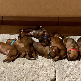 Orange - Rd whtn blk nose male Rhodesian Ridgeback puppy in Chico, California from Keefer Ridge Rhodesian Ridgebacks