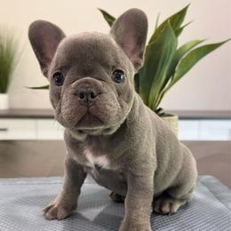 Lilac - Blue male French Bulldog puppy in Smithfield, North Carolina from Roughneck Frenchies