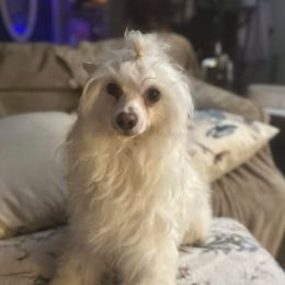 Fable - Chinese Crested