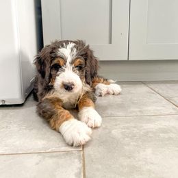 Bernedoodle and Bernese Mountain Dog Puppies from Central Wisconsin Bernedoodles