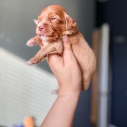 Zeus - Red male Cavapoo puppy in Spring Hill, Florida from Parisian Puppies