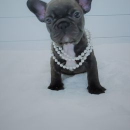 French Bulldog Puppies from Haas Frenchies LLC
