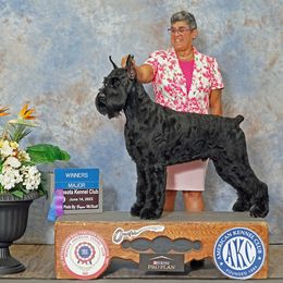 Hades - Giant Schnauzer