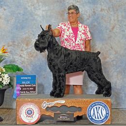 Hades - Giant Schnauzer