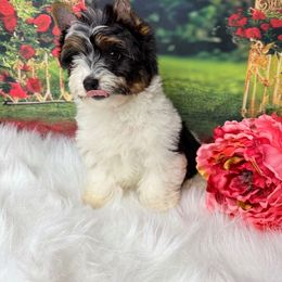 Biewer Terrier and Yorkshire Terrier Puppies from South Georgia Yorkies and Biewers