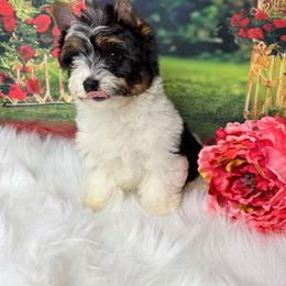 Biewer Terrier and Yorkshire Terrier Puppies from South Georgia Yorkies and Biewers
