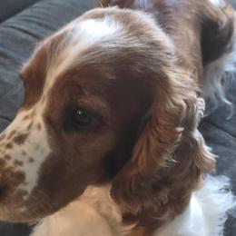 Welsh Springer Spaniels from Crimson Trail