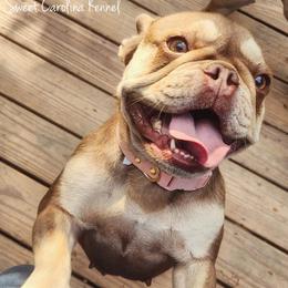 Tala - Liver female French Bulldog puppy in Franklinton, North Carolina from Sweet Carolina Kennel