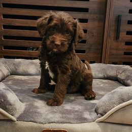 Dachshund and Labradoodle Puppies from Fritz Family Friends