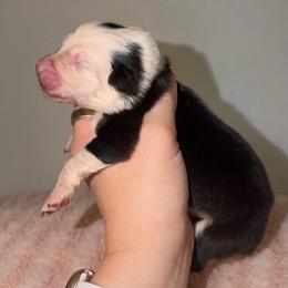 Moscato - Black tri-color female Australian Shepherd puppy in Anniston, Alabama from All Hale Aussies