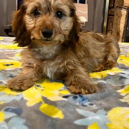 Moose - Sable male Dachshund puppy in Joplin, Missouri from 4 States Mini Dachshunds