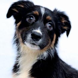Avery - Black tri female Miniature Australian Shepherd puppy in Punta Gorda, Florida from Christie's Creekside Aussies