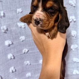 Spruce - Brown black and white male Basset Hound puppy in Springfield, Missouri from Baylee’s Bassets
