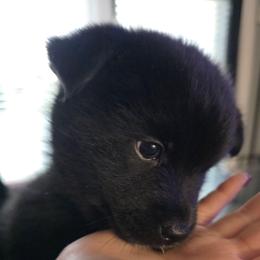 Malibu - Black female Pomsky puppy in Spokane, Washington from CJ White's Poms and Pomskies