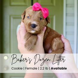 Cookie - Red  female Goldendoodle puppy in Comanche, Texas from Central Texas Doodles, LLC.