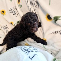 Brownie - Chocolate female Goldendoodle puppy in Surprise, Arizona from Gentle Paw Poodles and Doodles
