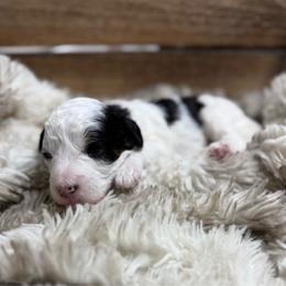 Shyanne - Parti female Poodle puppy in Ault, Colorado from The Peaks Premium Poodles