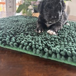 Betty - Black & white female Toy Australian Shepherd puppy in La Grande, Oregon from Larsen's Toy Aussies