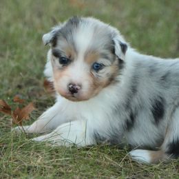 Liberty - Australian Shepherd puppy from Silverbrook Australian Shepherds