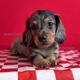 Corrado Soprano - Dapple male Dachshund puppy in Chandler, Arizona from Vonaducci Doxies, LLC.