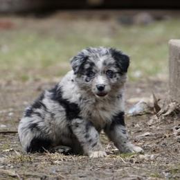 Blizzard - Blue merle female Australian Shepherd puppy in Kokomo, Indiana from North Central Aussies