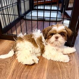 Renata - AKC Champion Bloodline - Red and white female Shih Tzu puppy in Long Beach, California from Prieto Shih-Tzu's