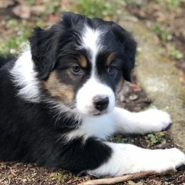 Australian Shepherds from SnoIsle Australian Shepherds