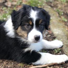 Australian Shepherds from SnoIsle Australian Shepherds